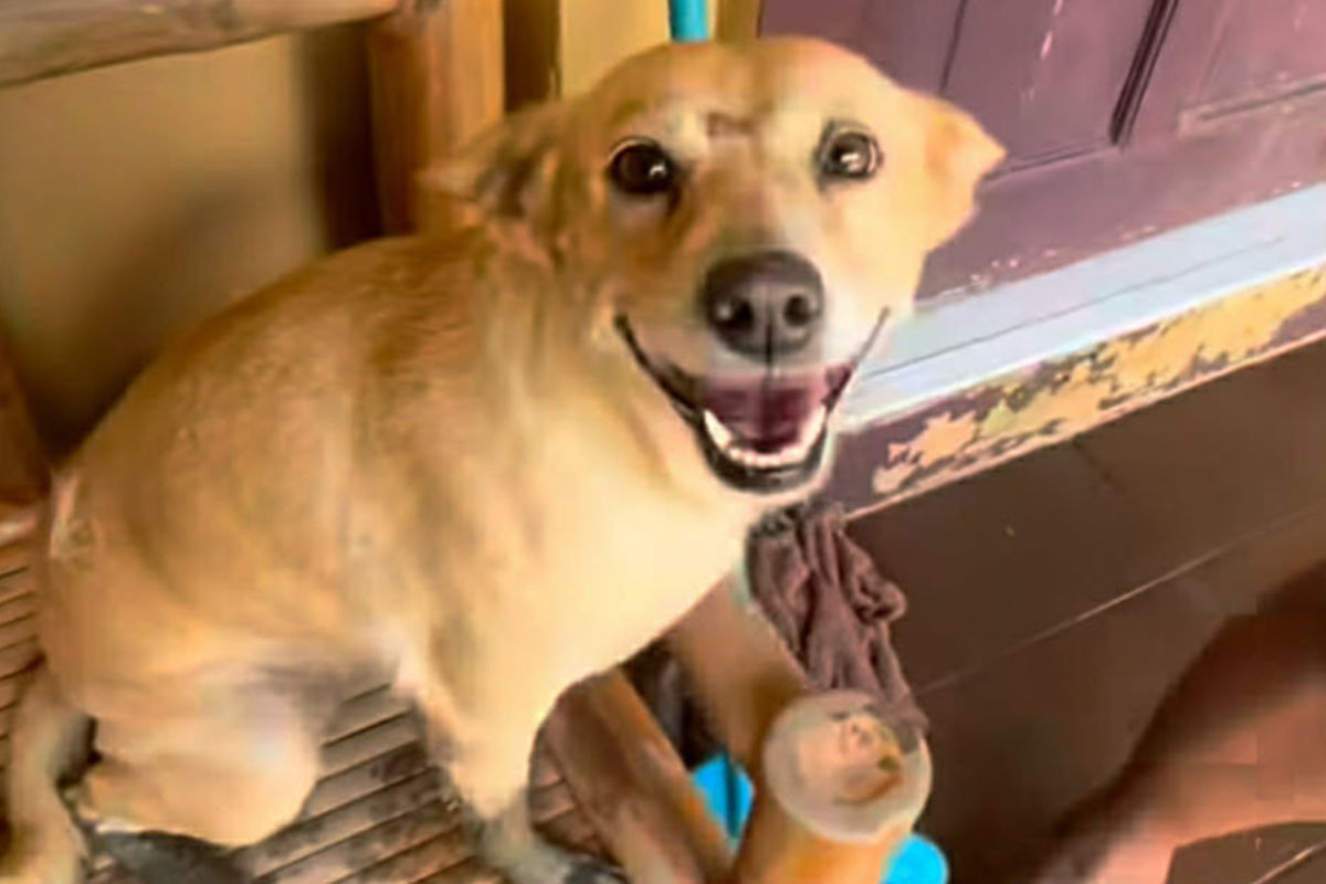 Tingnan: Asong nawala ng 2 Linggo, muling nakauwi sa kanyang pamilya